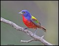 _3SB3549 painted bunting